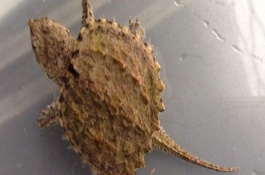 鳄龟饲养的注意事项，每1-2天饲喂一次