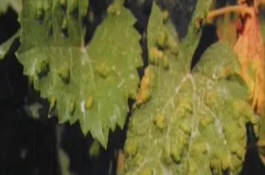 葡萄黑霉病症状，叶片上会出现苍白色病斑