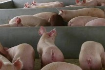 比较赚钱的养殖项目，目前蟹类养殖比较火爆