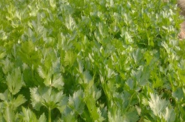 芹菜死苗原因，原因有腐病、菌核病、黑腐病、猝倒病等