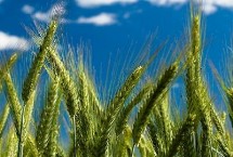 洛旱30小麦栽培技术要点，每亩适宜基本苗16～18万