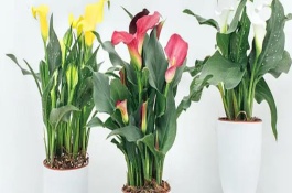 马蹄莲没根能否存活，会由于无法吸收养分和水分而死亡