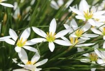 白花葱兰的价值，属于石蒜科、葱莲属植物