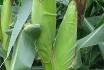 德科882玉米栽培技术要点，每亩种植密度4500株左右