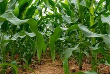 中禾107玉米栽培技术要点，拔节期每亩追施尿素25kg