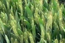 吉春28小麦栽培技术要点，防治散黑穗病和地下害虫
