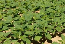 龙达130大豆栽培技术要点，该品种亚有限结荚习性