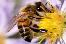 新收的蜜蜂要关多久，通常没必要关住只需防止蜂王逃跑即可