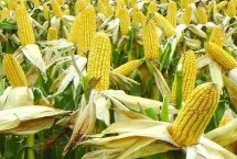 丽糯1号玉米栽培技术要点，区试平均生育期94.65天