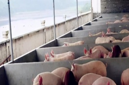 能不能在耕地上建造养猪大棚，首先风口不可面对人群聚集地