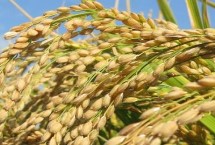 普育1816水稻栽培技术要点，普通粳稻品种