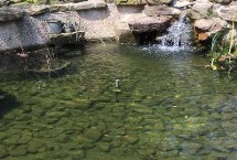 鱼池漏水用什么方法可以修补，种植水草可改善水质