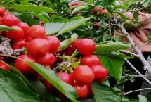 又大又好吃的樱桃品种，握住果柄即可摘下果实