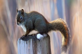 松鼠的食物习性，属于保护动物
