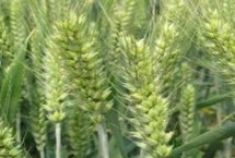 怀川709小麦栽培技术要点，半冬性品种