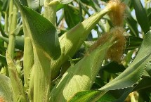 禾汇397玉米栽培技术要点，播种期4月下旬至5月上旬