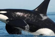 座头鲸，蓝鲸、虎鲸、灰鲸较常见