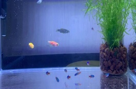 红绿灯鱼多大能繁殖，需要但尽量选用散射光照射的