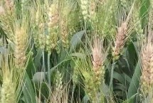 轮选145小麦栽培技术要点，足墒播种