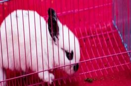 兔子受惊怎么办，可能是受惊、感染病菌或发情等