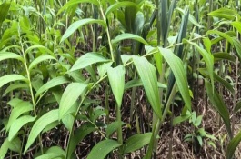 黄精的育苗方式有哪些，前中期要做好翻耕的工作