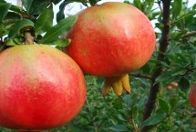 石榴的分类，以下5种可参考