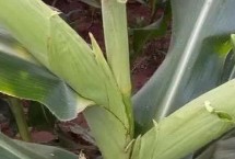 松科116玉米栽培技术要点，中抗茎腐病