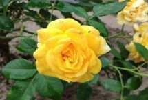 花开的多又抗病的月季品种有哪些，黄从容和梦光环选的较多