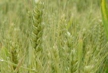 阳光568小麦栽培技术要点，每亩适宜基本苗16～18万