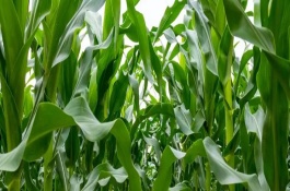 利民17玉米栽培技术要点，利民17玉米种子简介