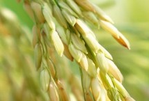 润泉稻4水稻栽培技术要点，普通粳稻品种