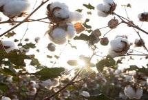 创棉521棉花栽培技术要点，适宜种植密度15000株/亩