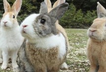 养殖兔子的成本和利润，市场需求大、目前来看具有不错的潜力