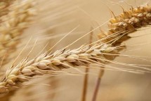 弘麦360小麦栽培技术要点，适宜播期10月上中旬