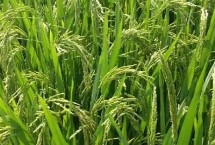 均两优晶占水稻栽培技术要点，全生育期135.8天