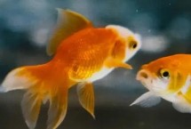 草金鱼鱼尾烂了可以长好吗，可能是水质太差或肠炎导致的