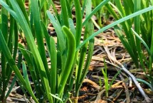 韭菜抗冻吗，秋后少浇水