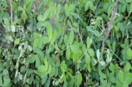 怎么防治花生褐斑病，要进行水旱轮作、发现病株需拔除并烧毁