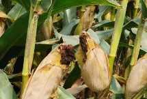 富尔898玉米栽培技术要点，拔节期追施尿素每亩15千克