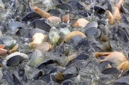 中国哪里的淡水鱼产量最大，第一大省为湖北省