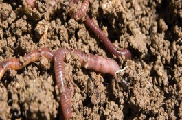 蚯蚓土是什么样的土，可直接使用