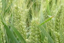 华成3077小麦栽培技术要点，中抗/中抗白粉病