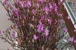 杜鹃花有毒吗，只能养50天左右