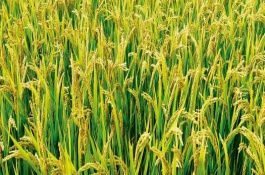 冈优301水稻种子的产量表现，平均全生育期151天