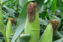 延科318玉米栽培技术要点，注意防治病虫害