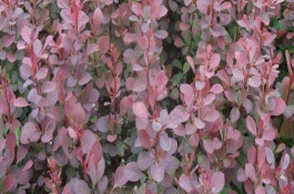 红叶小檗的形态特征，主要用来观赏