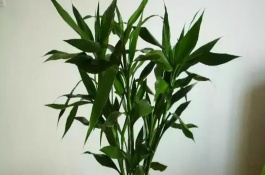 富贵竹的分株方法，每隔晒光4-6小时