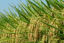 EK2S水稻栽培技术要点，秧田亩播种量15公斤