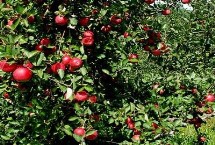 果树灌根的正确方法，