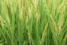 鸿源121水稻栽培技术要点，该品种主茎12片叶